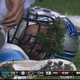 Illustration for article titled The Flesh-Eating Turf Monster Victimized Matt Stafford Last Night